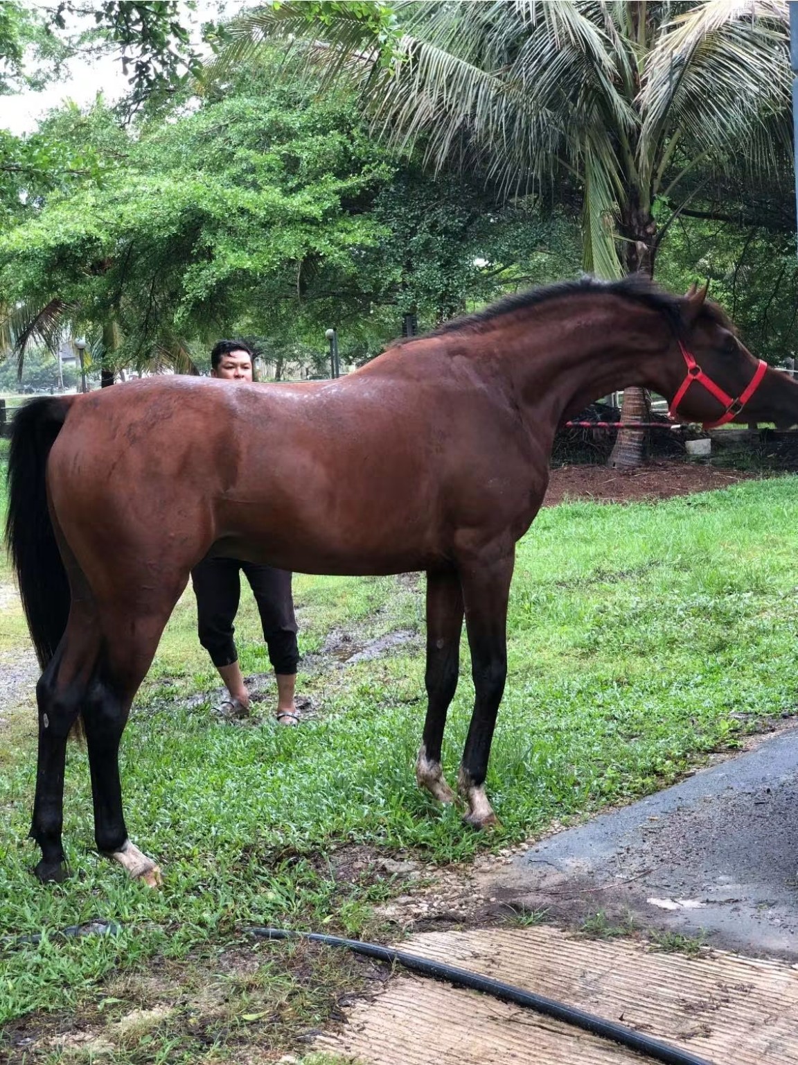 Kuda coklat di kawasan hijau Naami Stable